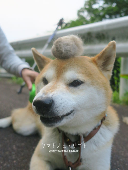コンチキショー_e0394031_06054613.jpg