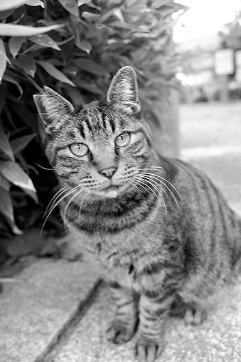 コンパクト・デジタル・クラッシックス(7)FUJIFILM XF10_c0032138_15311500.jpg