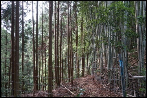 栁谷観音(楊谷寺)_d0024438_20451512.jpg