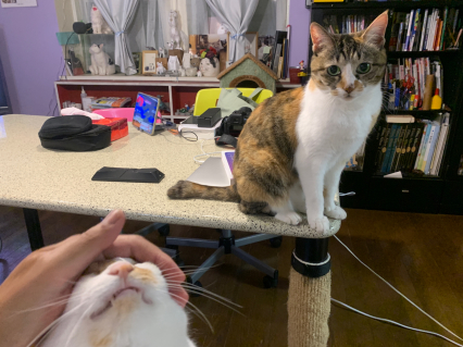 ヤキモチ_a0028451_19135397.jpg