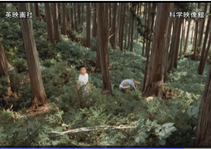 先行配信のお知らせ「山びこよ歌え!―おじいちゃんの森―」_b0115553_09140068.png