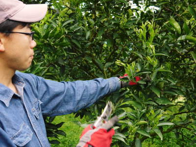 究極の柑橘「せとか」今年も完売御礼!来年の収穫に向けて花と花芽剪定そして現在の着果の様子 _a0254656_16550846.jpg