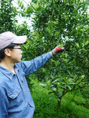 究極の柑橘「せとか」今年も完売御礼!来年の収穫に向けて花と花芽剪定そして現在の着果の様子 _a0254656_17050282.jpg
