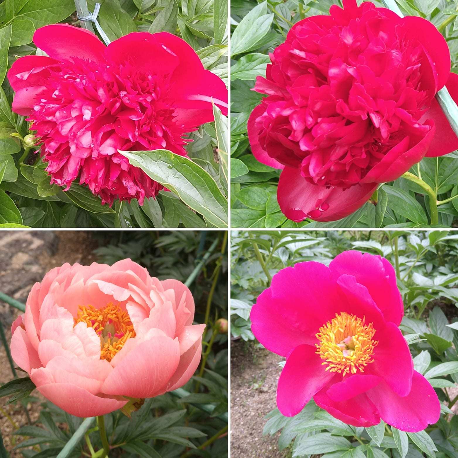 ++芍薬の花を見てきました*++_e0354456_09230714.jpg