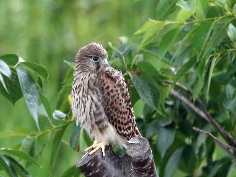 チョウゲンボウ幼鳥さん_f0247965_12554877.jpg