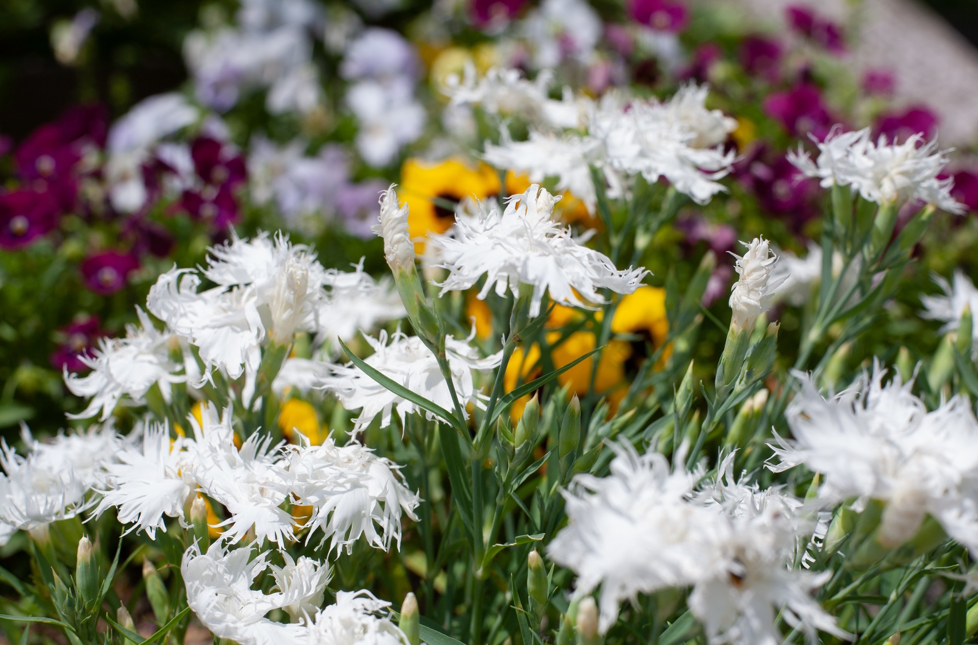 EOS 5D+RICHO XR RIKENON 50mm f2 でぶらり : 写真機持って街 EOS 5D+RICHO XR RIKENON 50mm f2 でぶらり : 写真機持って街