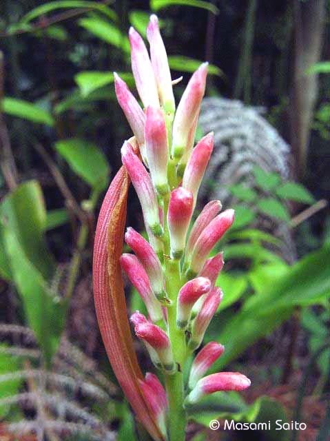 ハナミョウガ 花茗荷 草花と自然blog ハナミョウガ 花茗荷 草花と自然blog