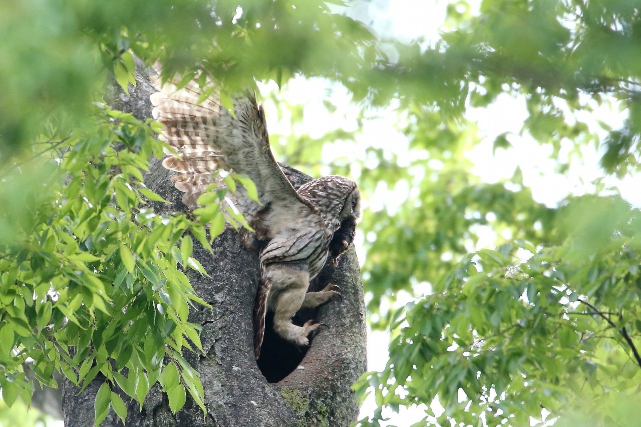 モグラを銜えたフクロウのお母さん t hの野鳥写真 モグラを銜えたフクロウのお母さん t hの野鳥写真