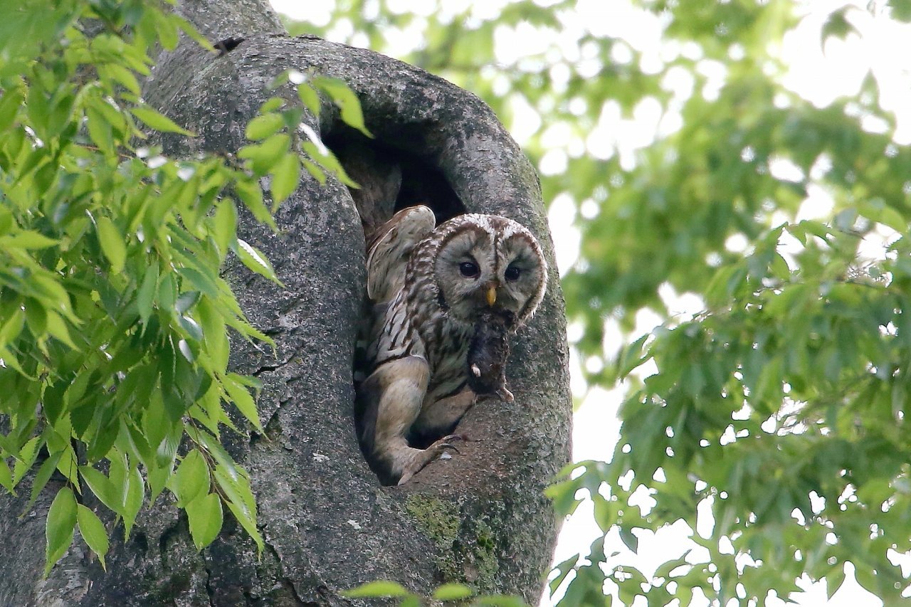 モグラを銜えたフクロウのお母さん t hの野鳥写真 モグラを銜えたフクロウのお母さん t hの野鳥写真