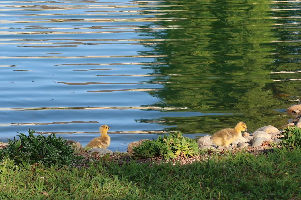 カナダガンの赤ちゃん 4_a0397115_16281667.jpeg