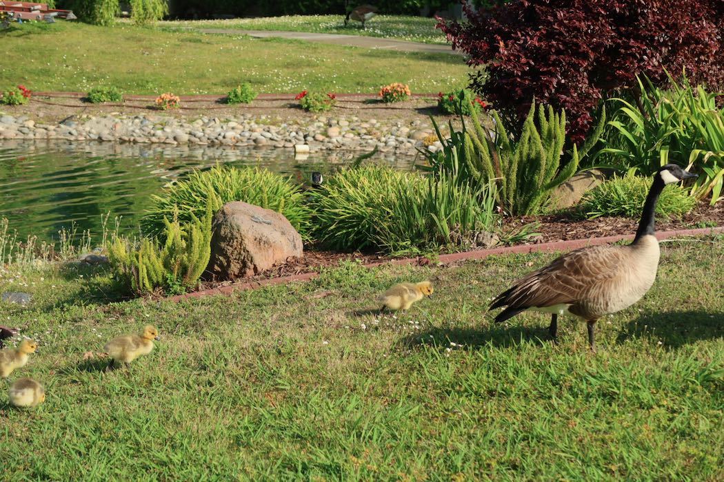 カナダガンの赤ちゃん 4_a0397115_16284329.jpeg