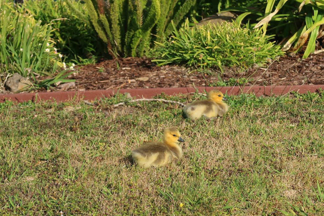 カナダガンの赤ちゃん 4_a0397115_16290585.jpeg