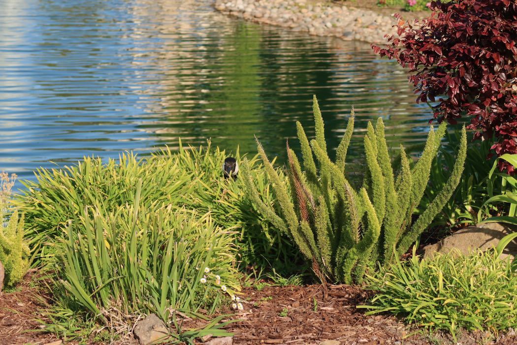 カナダガンの赤ちゃん 4_a0397115_16292358.jpeg