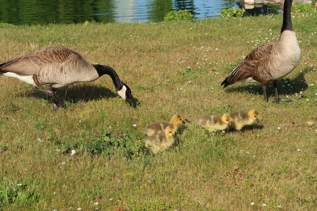 カナダガンの赤ちゃん 4_a0397115_16300127.jpeg