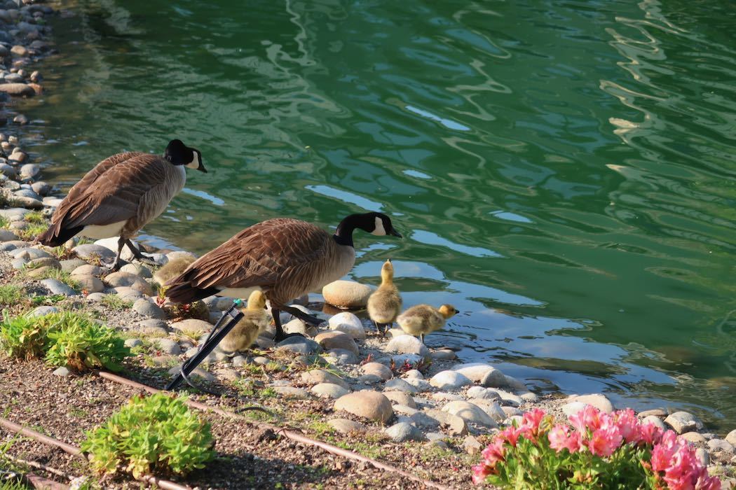 カナダガンの赤ちゃん 4_a0397115_16301236.jpeg