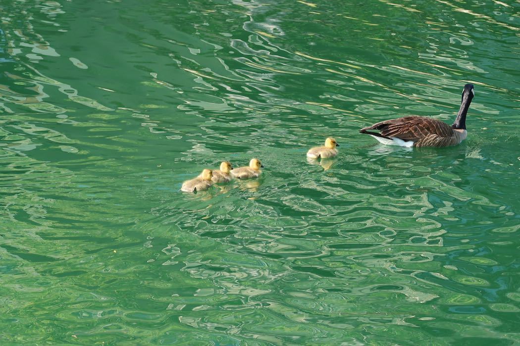 カナダガンの赤ちゃん 4_a0397115_16303390.jpeg