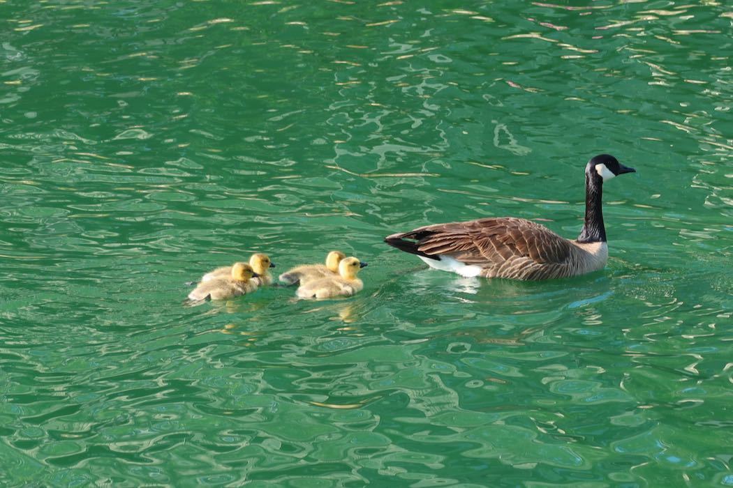 カナダガンの赤ちゃん 4_a0397115_16304659.jpeg