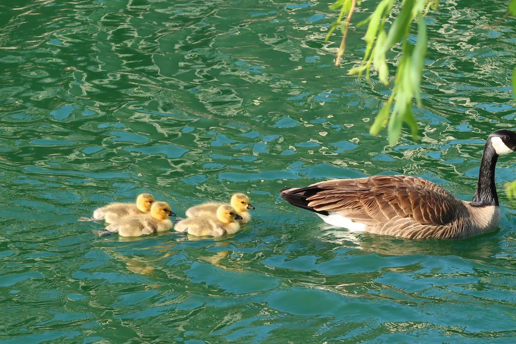 カナダガンの赤ちゃん 4_a0397115_16310439.jpeg