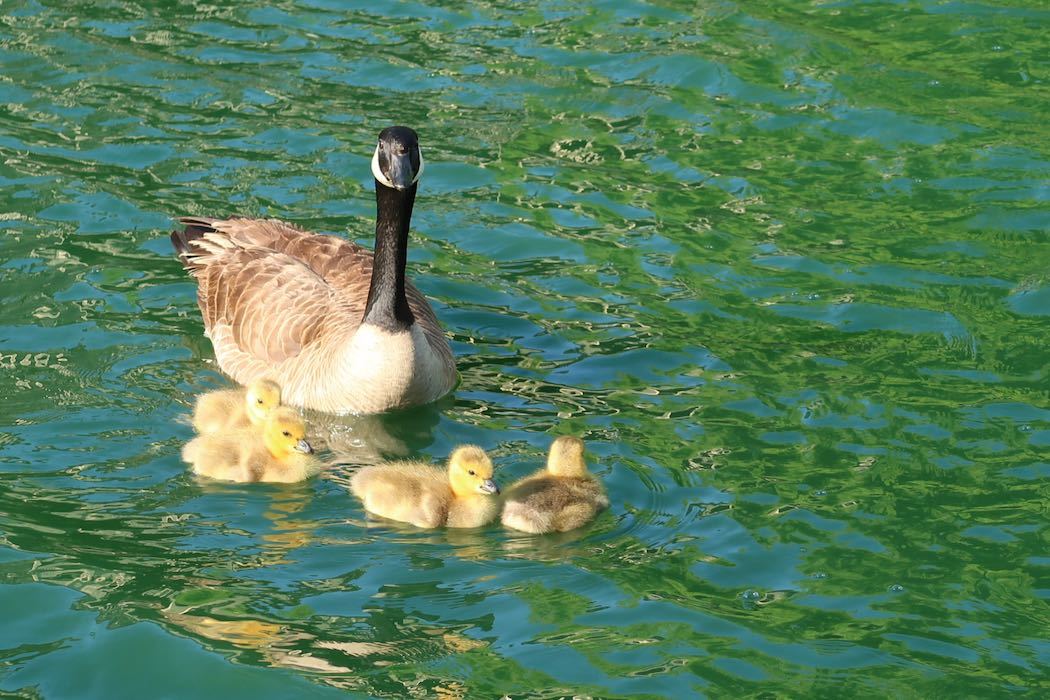 カナダガンの赤ちゃん 4_a0397115_16311783.jpeg