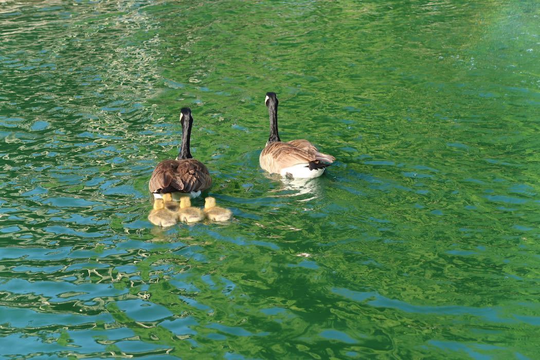 カナダガンの赤ちゃん 4_a0397115_16312827.jpeg