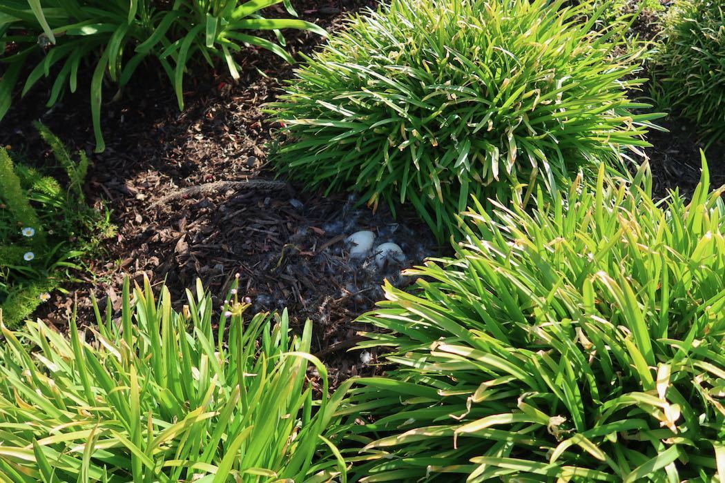 カナダガンの赤ちゃん 4_a0397115_16314507.jpeg