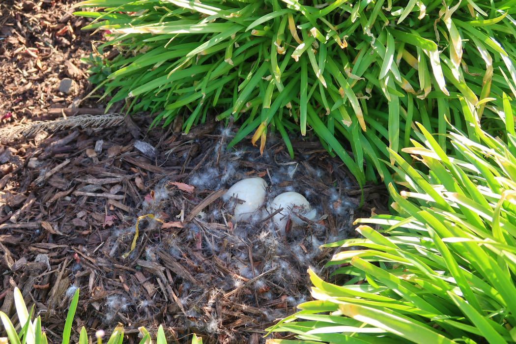 カナダガンの赤ちゃん 4_a0397115_16315999.jpeg