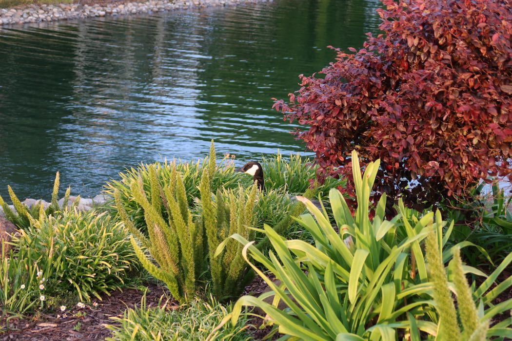 カナダガンの赤ちゃん 4_a0397115_16322429.jpeg