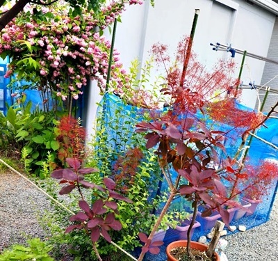 スモークツリー_f0129726_18520428.jpg
