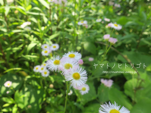 ハルジオンとヒメジョオン_e0394031_06164575.jpg