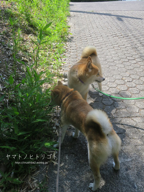 ハルジオンとヒメジョオン_e0394031_06164858.jpg