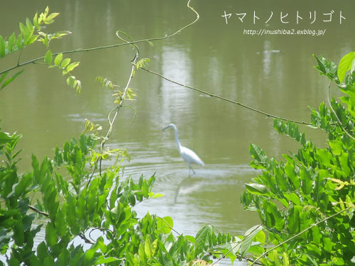 ハルジオンとヒメジョオン_e0394031_06165035.jpg