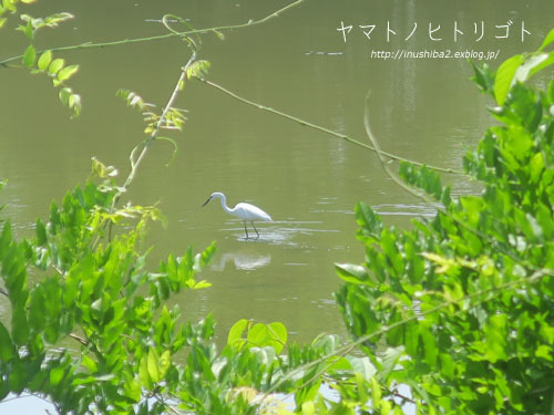 ハルジオンとヒメジョオン_e0394031_06165472.jpg