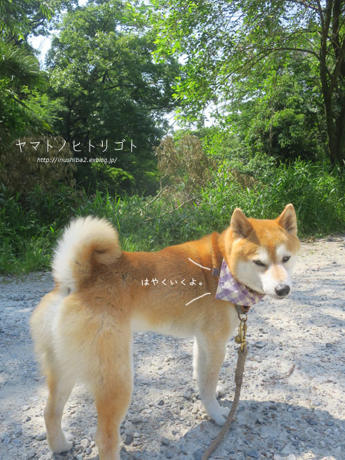 ハルジオンとヒメジョオン_e0394031_06165741.jpg
