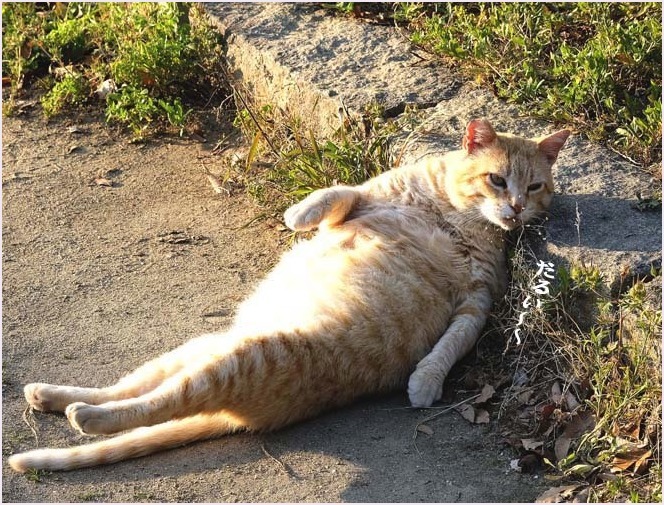 CHI様専用です、太った猫ちゃん その他