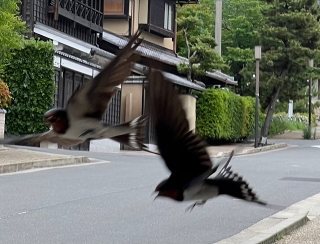 ツバメの家族観察2022年・ご近所＆寺町通の巣。_f0181251_18491287.jpg