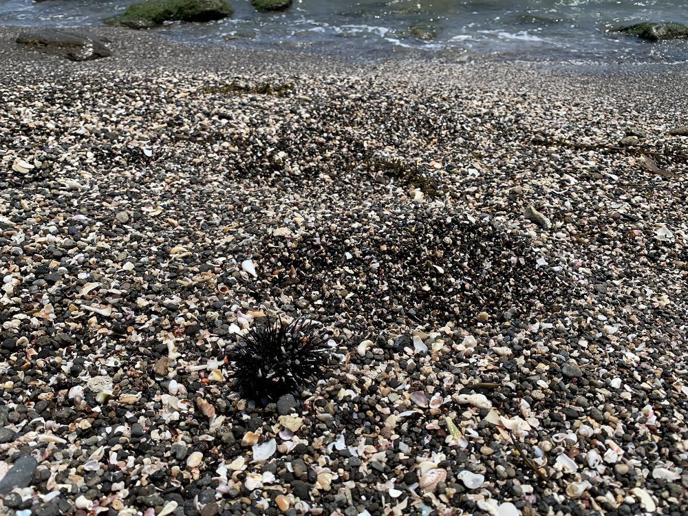 ☆日曜22日の海辺は佃嵐崎と三戸浜☆_c0092953_23101331.jpg