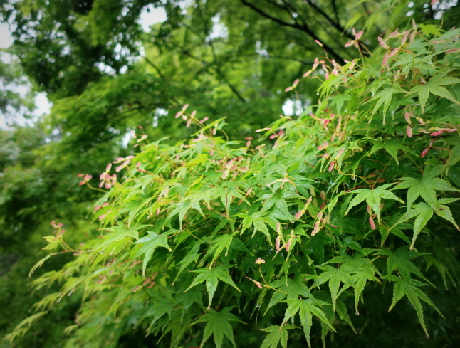 大阪府立花の文化園 ＊ 雨のはなぶん ②もみじ谷まで歩く♪_f0236260_19502762.jpg