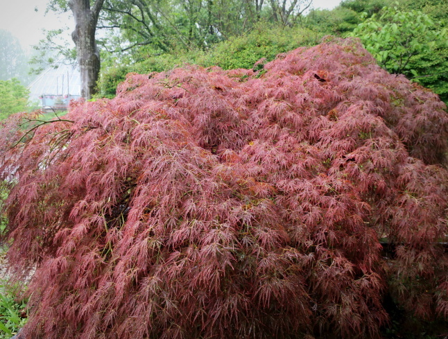 大阪府立花の文化園 ＊ 雨のはなぶん ②もみじ谷まで歩く♪_f0236260_19540780.jpg