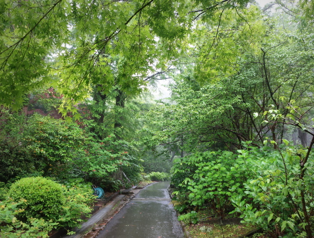 大阪府立花の文化園 ＊ 雨のはなぶん ②もみじ谷まで歩く♪_f0236260_20002609.jpg