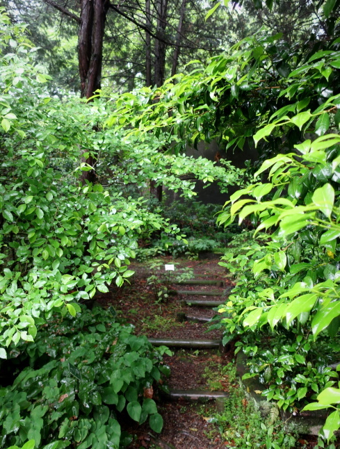 大阪府立花の文化園 ＊ 雨のはなぶん ②もみじ谷まで歩く♪_f0236260_20053912.jpg