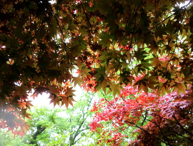 大阪府立花の文化園 ＊ 雨のはなぶん ②もみじ谷まで歩く♪_f0236260_21402477.jpg