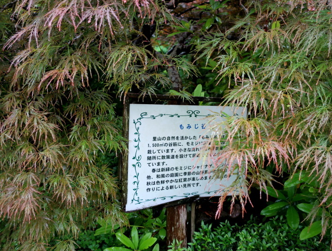 大阪府立花の文化園 ＊ 雨のはなぶん ②もみじ谷まで歩く♪_f0236260_21442724.jpg