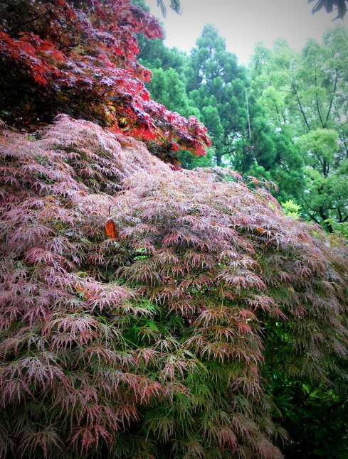 大阪府立花の文化園 ＊ 雨のはなぶん ②もみじ谷まで歩く♪_f0236260_21471793.jpg