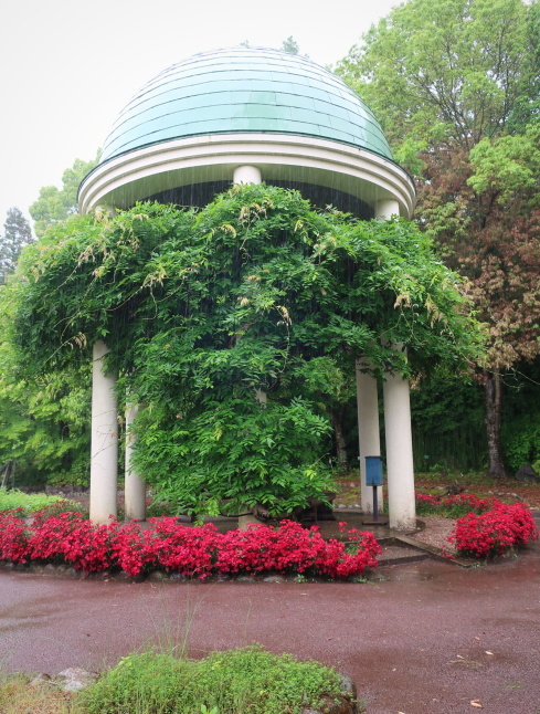 大阪府立花の文化園 ＊ 雨のはなぶん ②もみじ谷まで歩く♪_f0236260_23013689.jpg