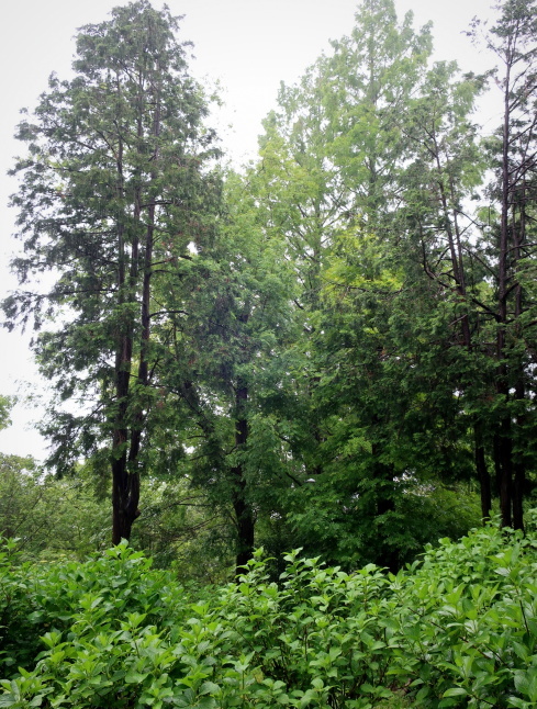 大阪府立花の文化園 ＊ 雨のはなぶん ②もみじ谷まで歩く♪_f0236260_23055961.jpg