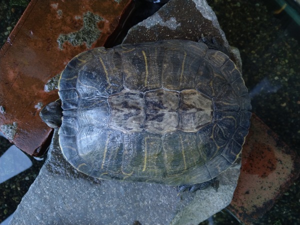 カメの甲羅がっ 脱皮 水元かわせみの里水辺のふれあいルーム