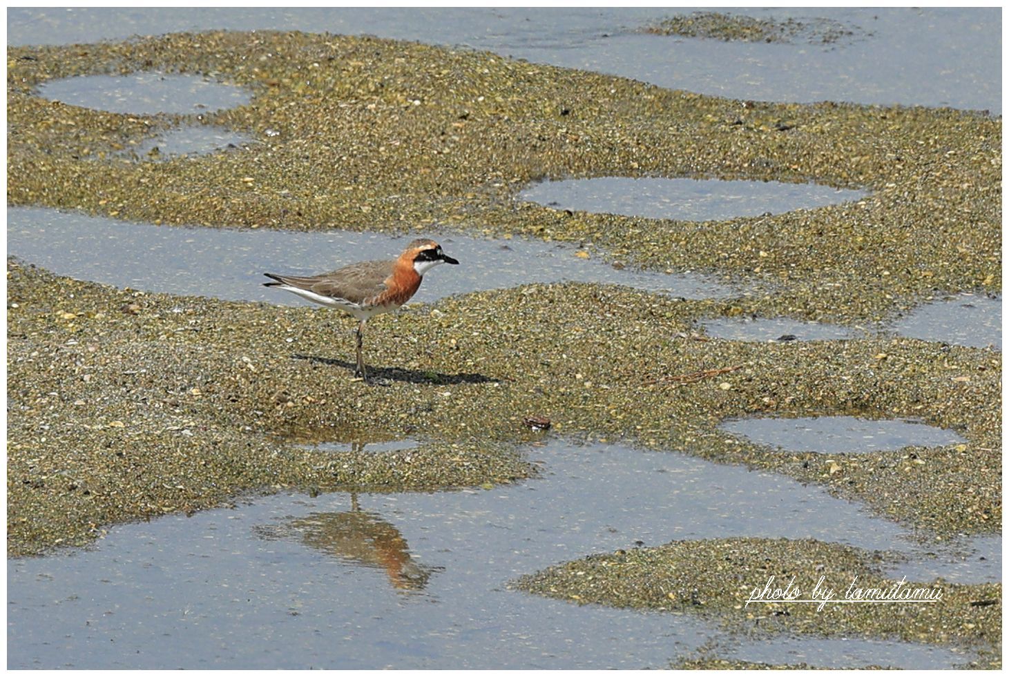 水辺の鳥たち_e0351179_21573016.jpg