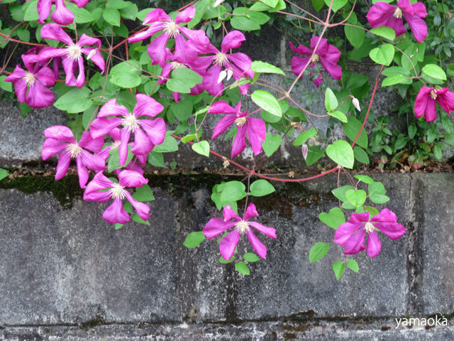 桂信子句集『草よ風よ』（くさよかぜよ） - ふらんす堂