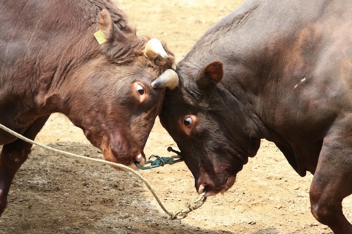 5/22 山古志闘牛 繁蔵-幸龍 前編_b0016600_00231252.jpeg