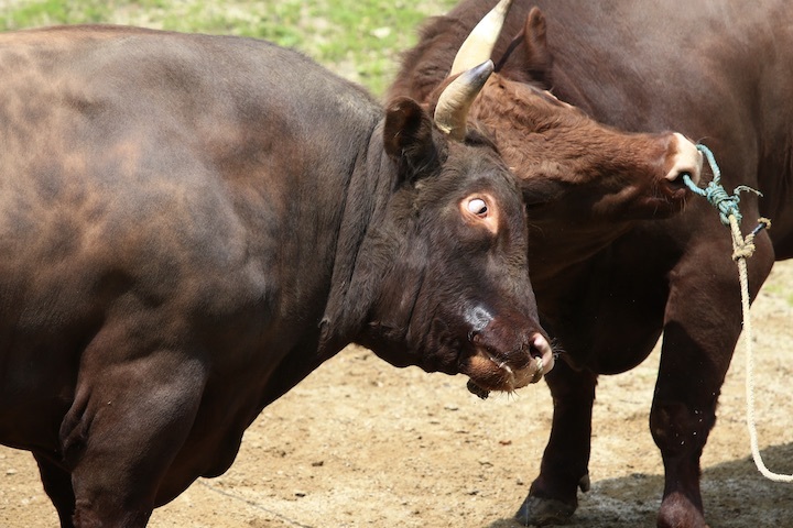 5/22 山古志闘牛 繁蔵-幸龍 前編_b0016600_00250327.jpeg